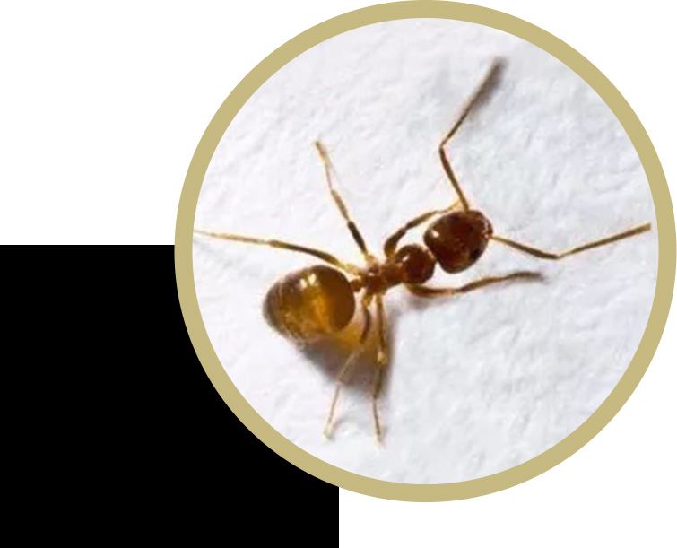 Rasberry Crazy Ants (Texas Country Reporter) 