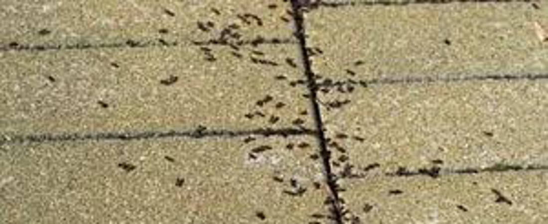 United Pest Keep Pavement Ants Out.2302240322550 