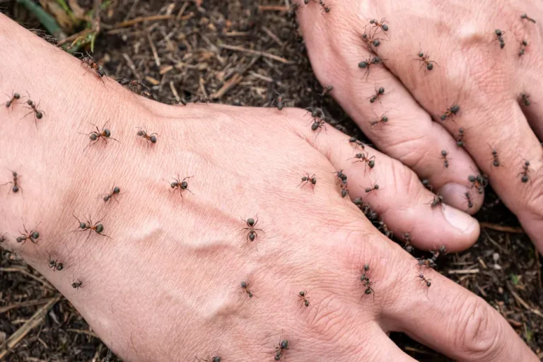 Ants crawling on human skin, showing ant bites and stings on hands.