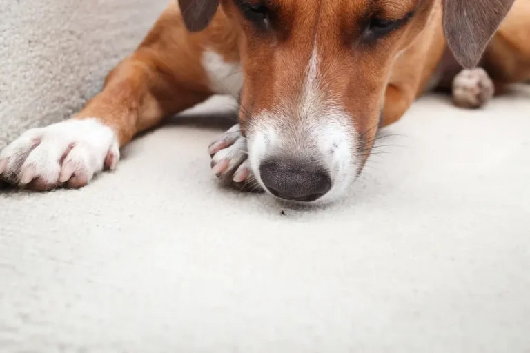 Dog sniffing an ant on the floor, highlighting the need for ant control indoors.