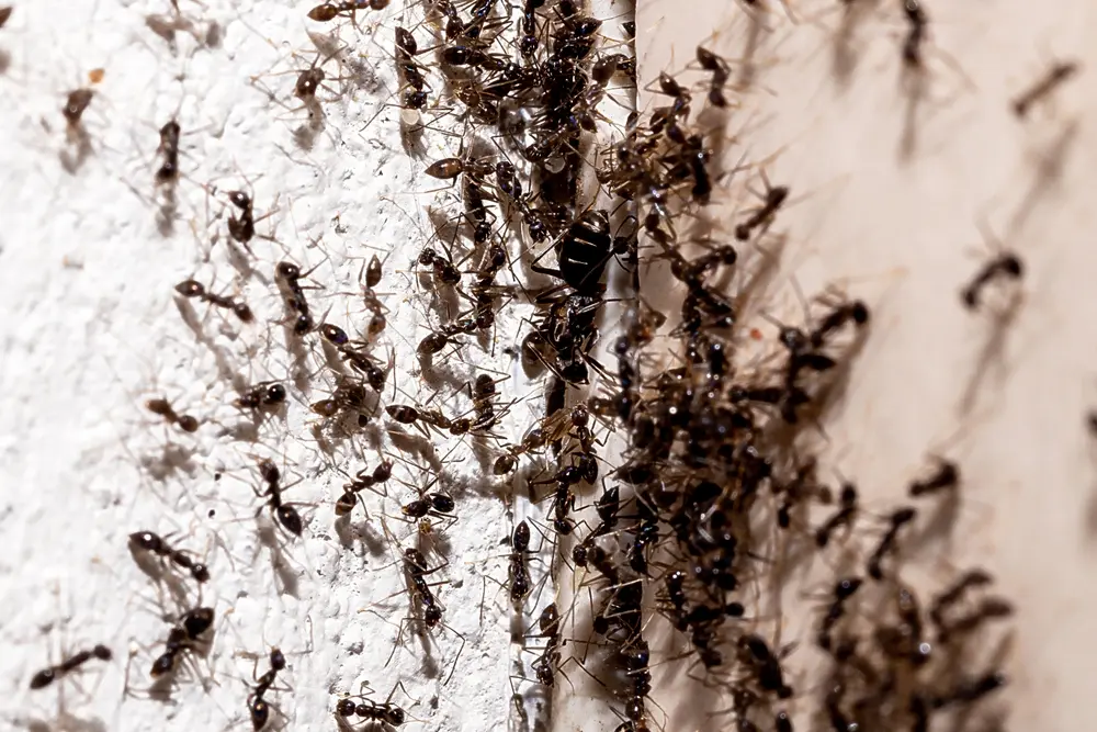 Large group of ants clustering on an indoor wall, showing an ant infestation.