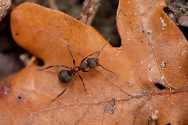 Ant walking across a dry brown leaf on the ground.