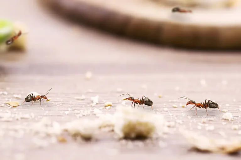 Ants walking across a kitchen surface near food crumbs, showing the need for ant-proofing your kitchen.