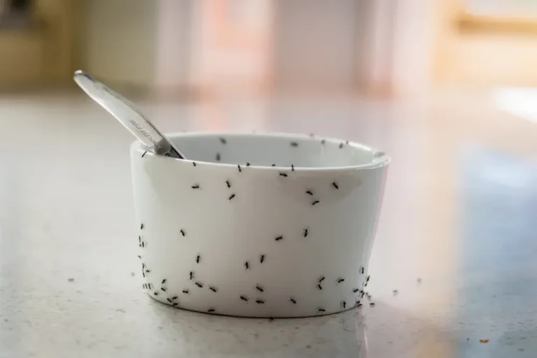 Ants crawling on a bowl and countertop inside a kitchen.