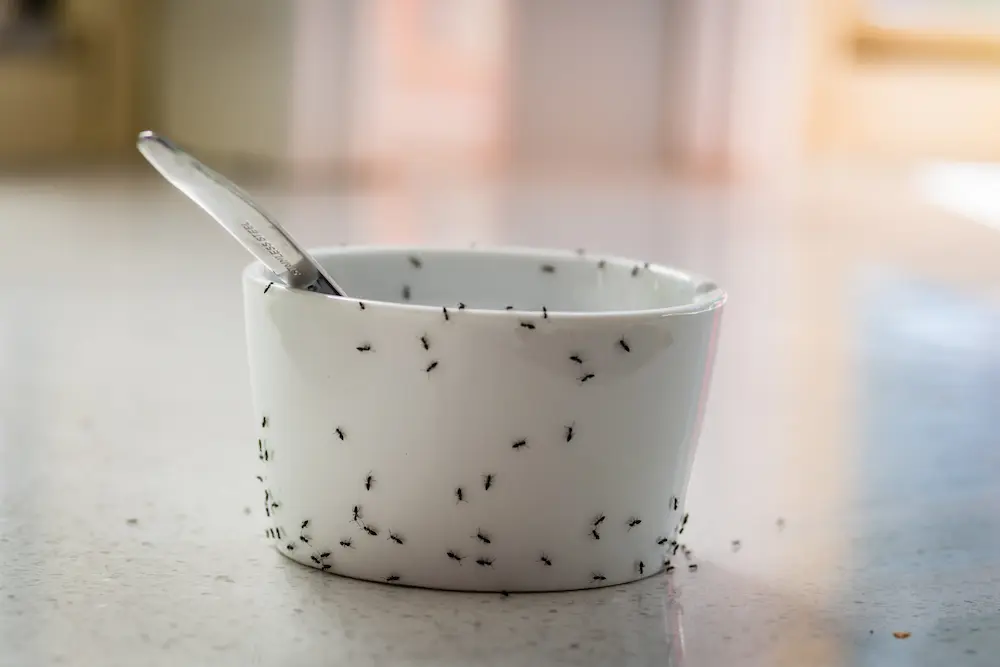 Ants crawling on a bowl and countertop inside a kitchen.