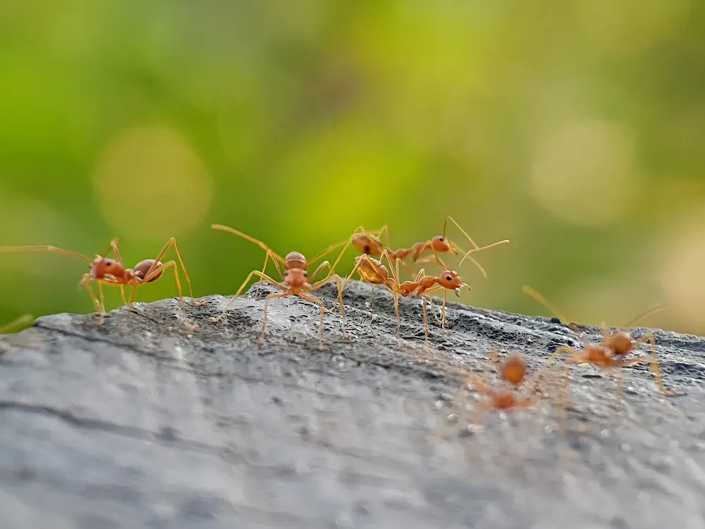 Ants walking together on a rock outdoors.