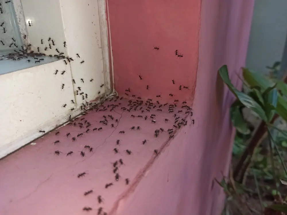 Ants gathering on a window sill during rainy conditions.