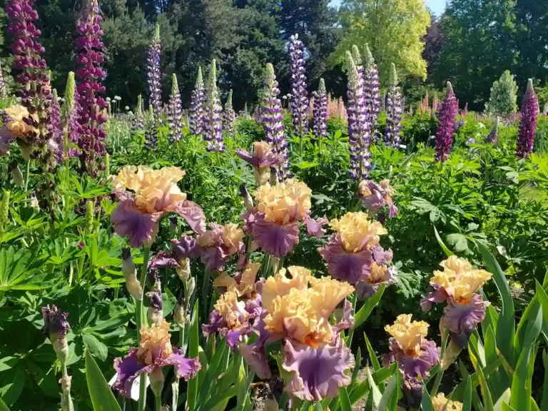 Flowering garden plants where certain pests should be avoided when planting