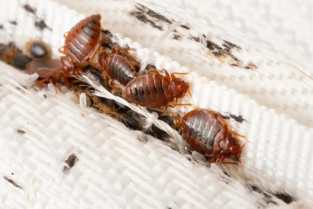 Bed bugs clustered along a mattress seam, showing a bed bug infestation.