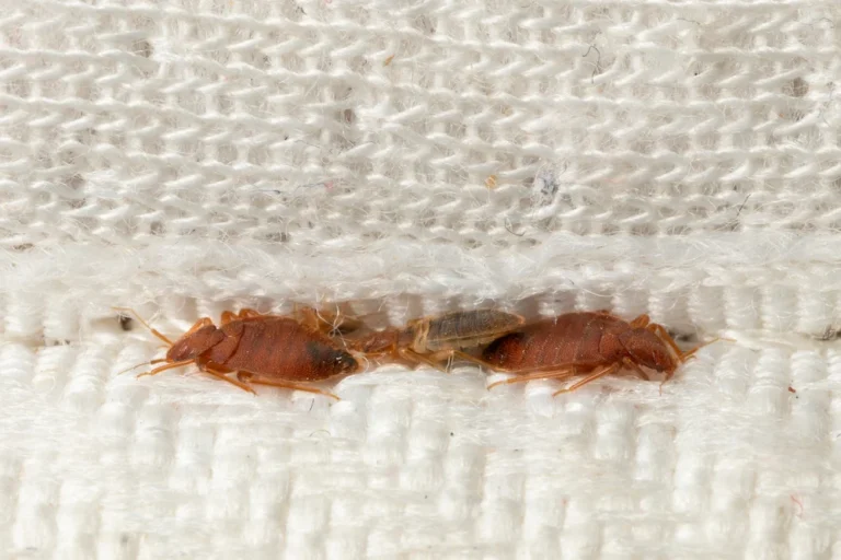 Close-up of bed bugs hiding in mattress fabric
