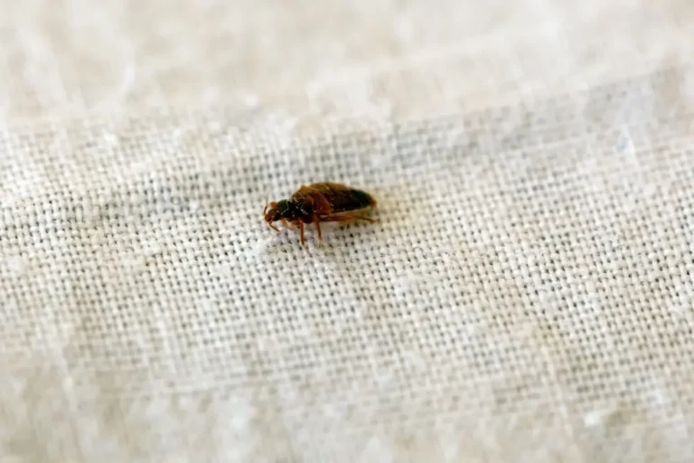 Bed bug crawling on light-colored fabric surface.