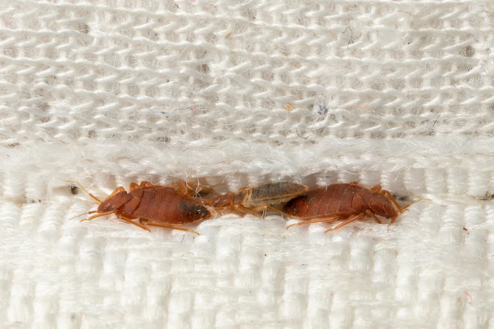Close-up of bed bugs hiding in mattress fabric