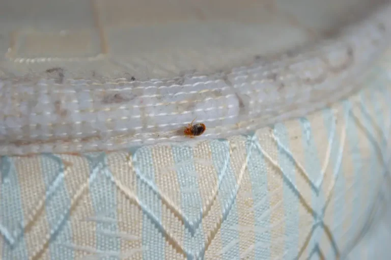 Bed bug crawling along the edge of a mattress seam.