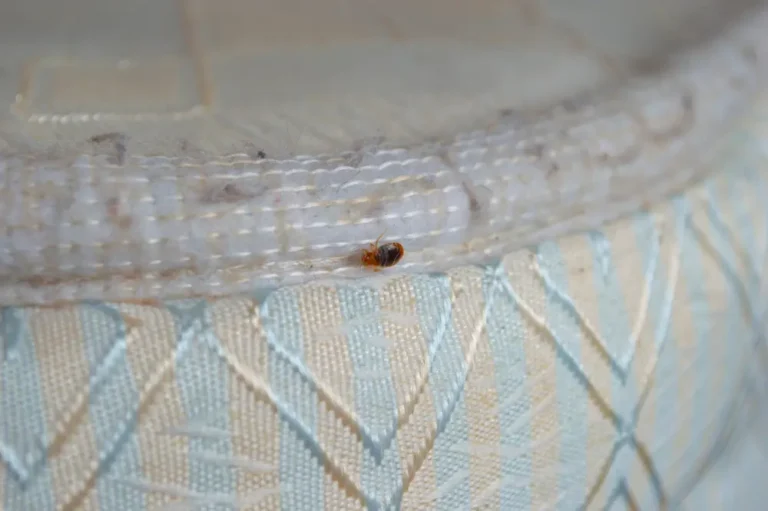Bed bug crawling along a mattress seam commonly found during holiday travels
