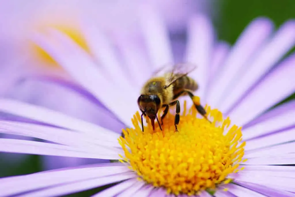 Bee collecting nectar on a purple flower during April showers.