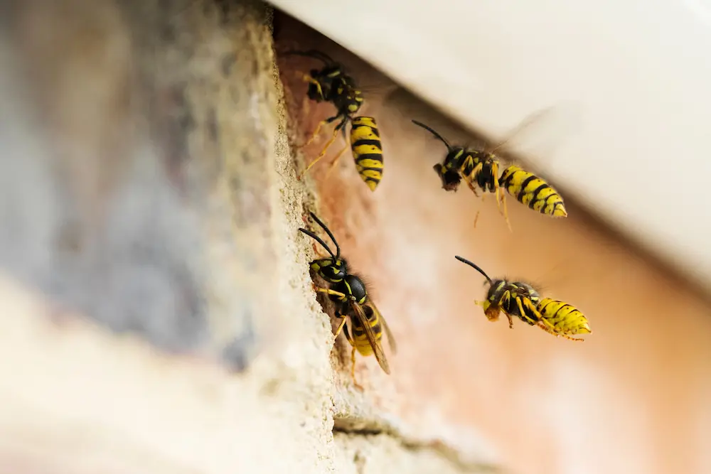 Wasps flying around a nest on a building exterior