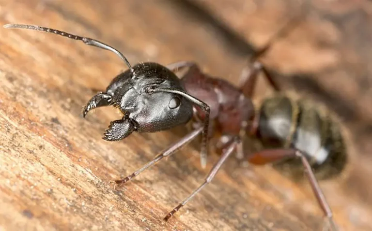 Close-up of a carpenter ant on wood during spring.