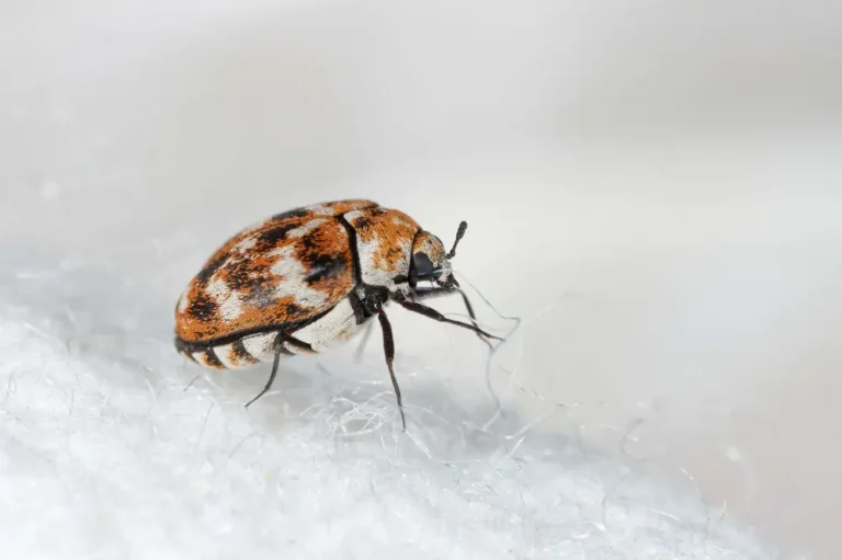 Close-up of a carpet beetle crawling on fabric
