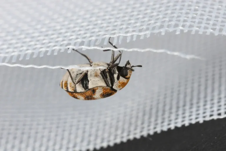 Carpet beetle clinging to fabric fibers inside a home.