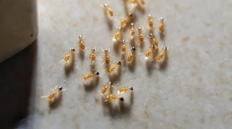 Small common ants gathered on an indoor floor surface.