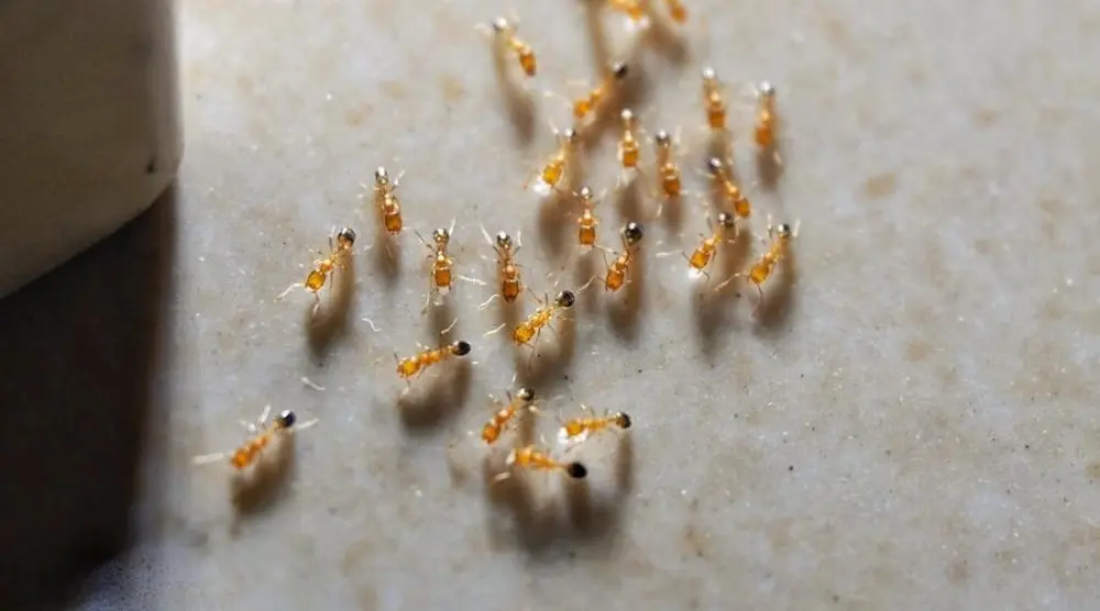 Small common ants gathered on an indoor floor surface.