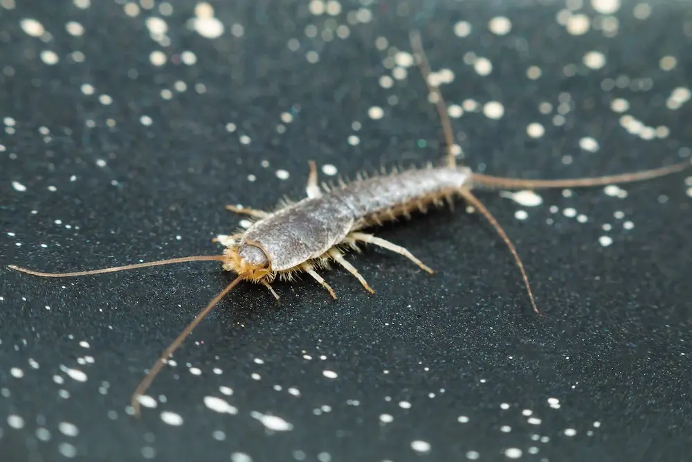 Silverfish commonly found indoors during fall in the Pacific Northwest