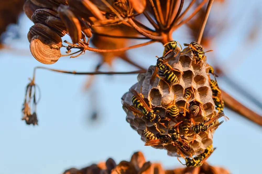 Wasps clustered around a nest attached to a branch