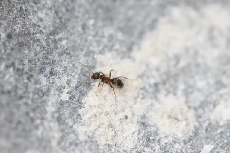 Ant walking across a rough surface, showing effective ways to keep ants at bay.