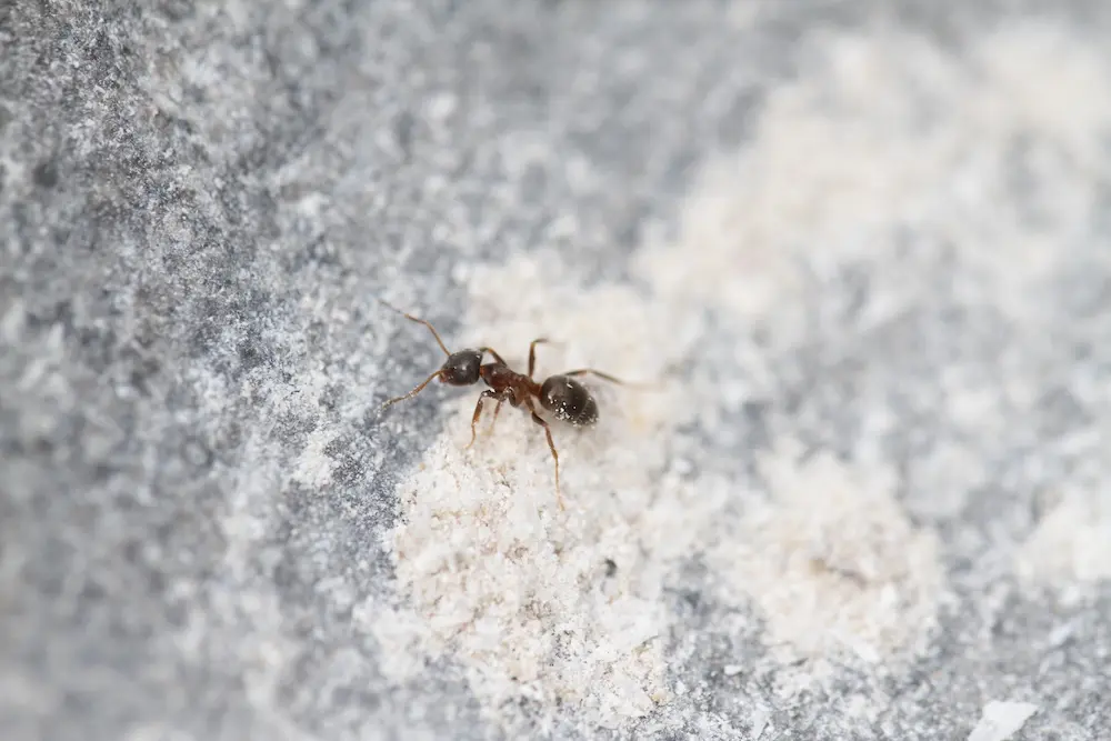 Ant walking across a rough surface, showing effective ways to keep ants at bay.