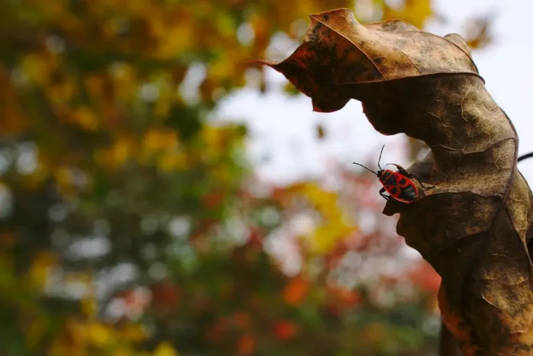 Insect on a dried leaf during fall, highlighting seasonal pest risks