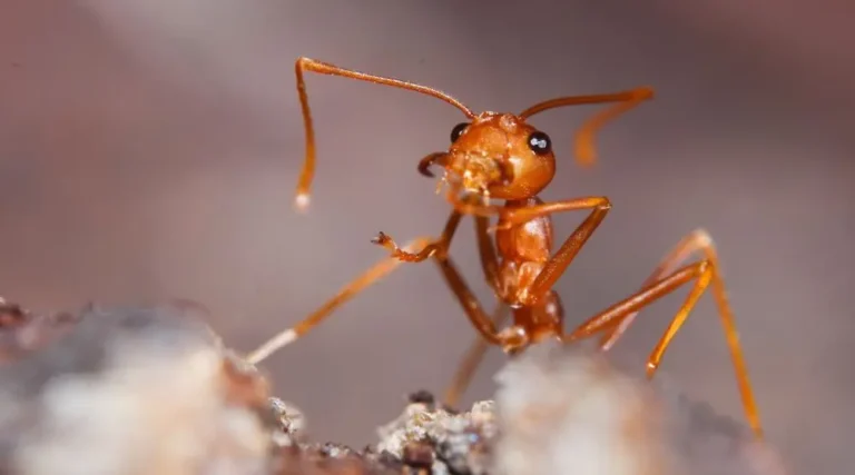Close-up of a fire ant on soil surface