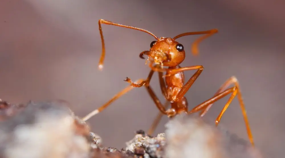 Close-up of a fire ant on soil surface