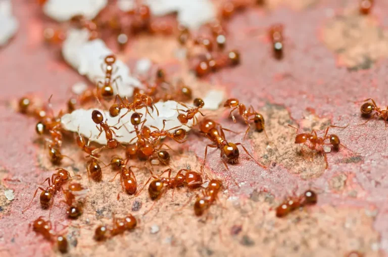 Fire ants gathered on the ground around food debris