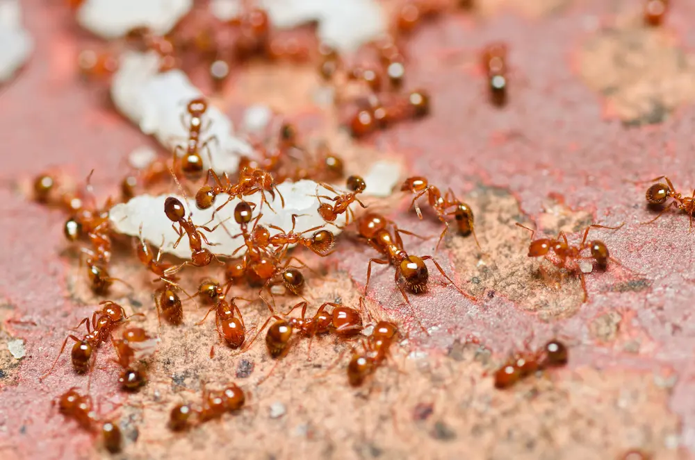 Fire ants gathered on the ground around food debris