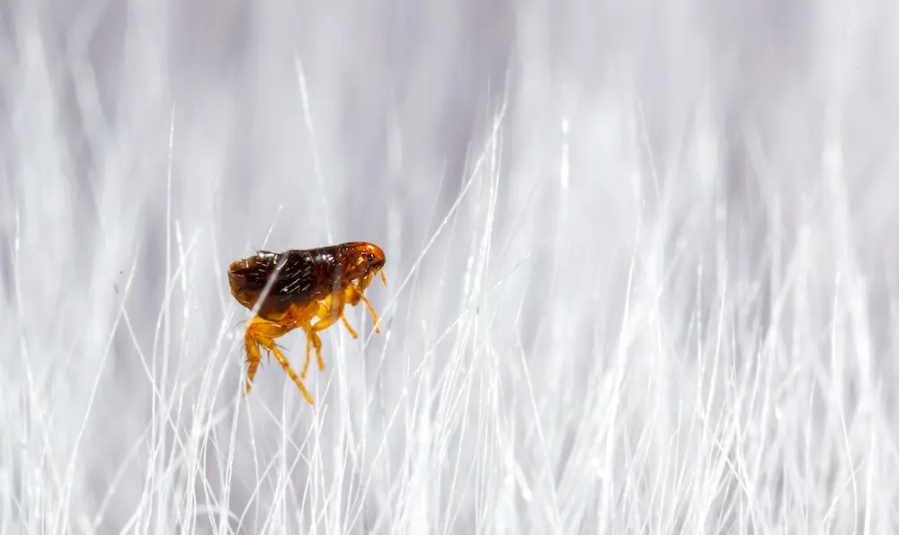 Close-up of a flea on white fabric fibers inside a home.