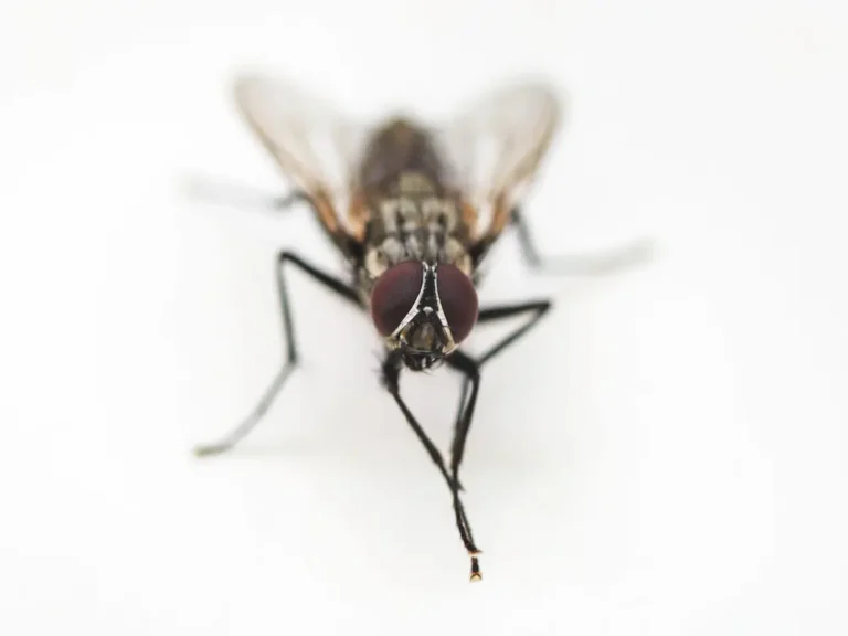 Close-up of a house fly, showing flies active indoors during winter.