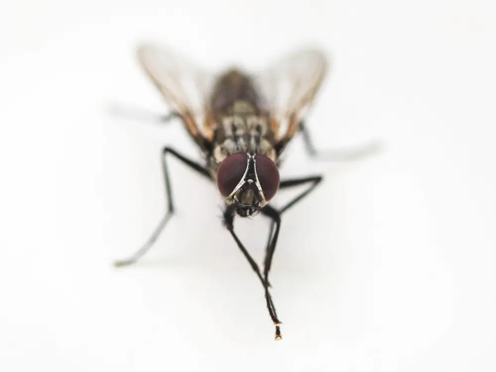 Close-up of a house fly, showing flies active indoors during winter.