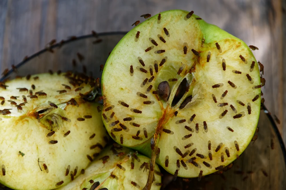 Fruit flies gathered on cut and rotting apples