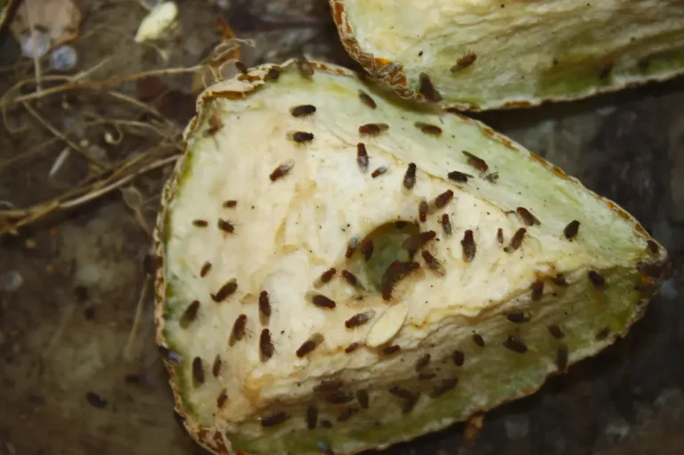Fruit flies gathered on rotting fruit, showing a common fruit fly infestation.