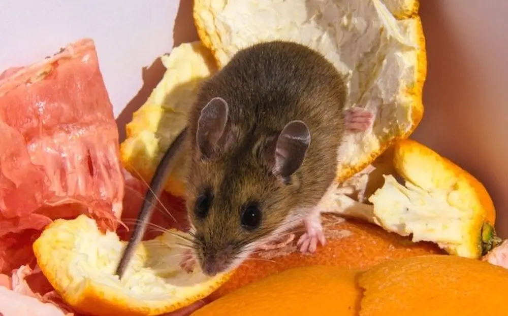 Mouse feeding on fallen fruit near fruit trees attracting rodents