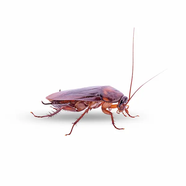 Cockroaches