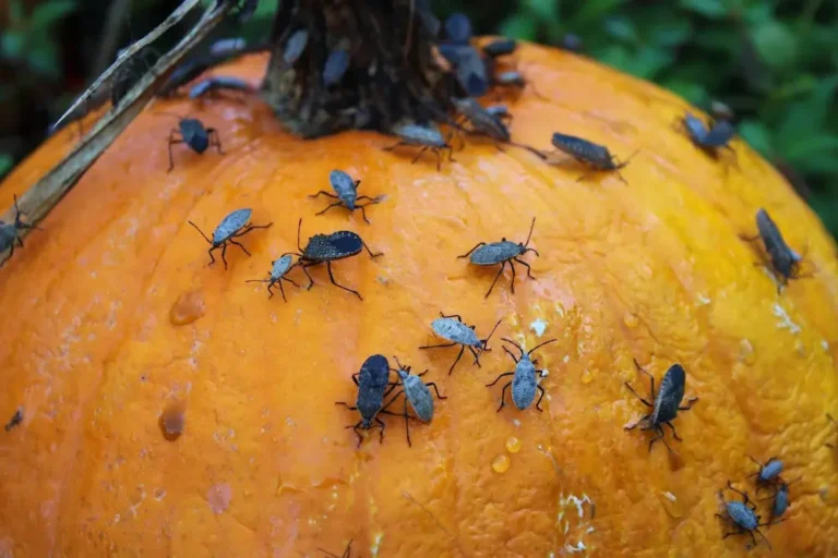 Insects crawling on a pumpkin, a common example of Halloween pests
