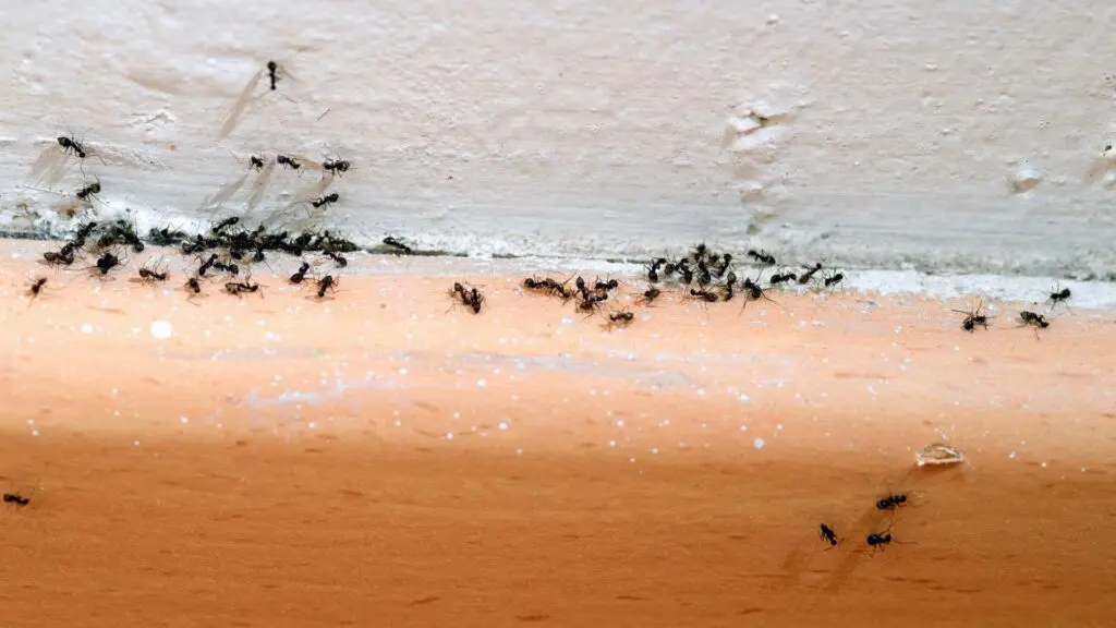 House ants crawling along an indoor baseboard and wall