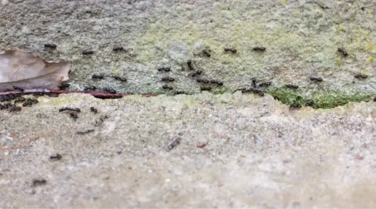 Pavement ants crawling along cracks in concrete.