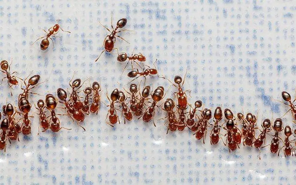 Line of ants moving across a surface during spring.
