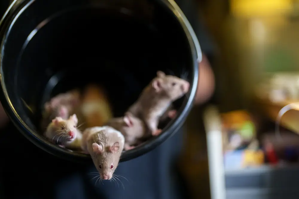 Mice inside a container, showing how rodents enter homes through small openings.
