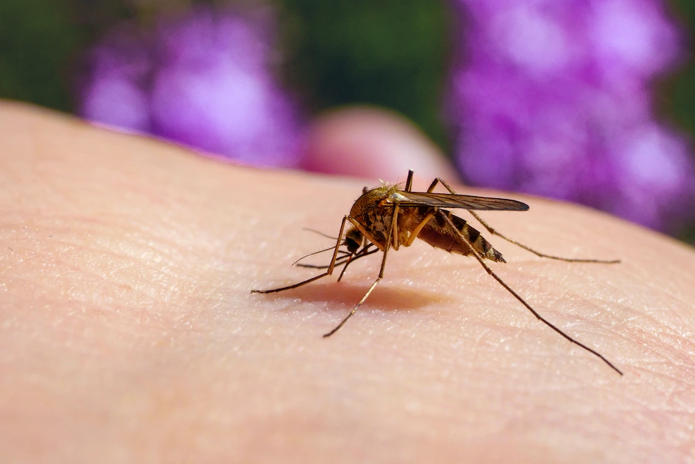 Mosquito biting human skin, a common carrier of West Nile virus