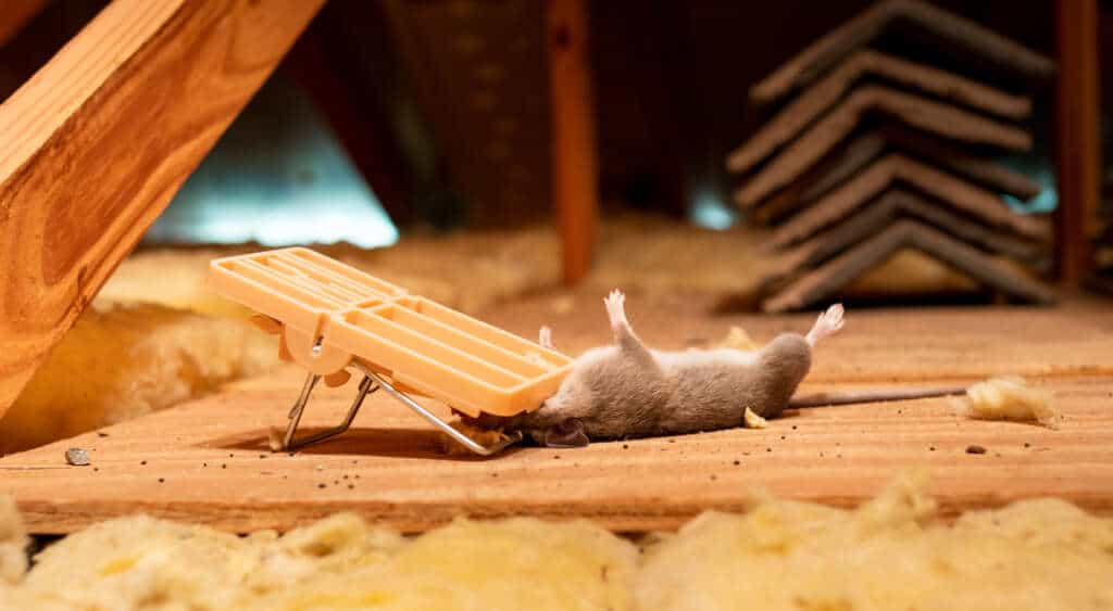 Mouse caught in a trap inside an attic