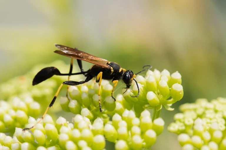 Mud-dauber wasp resting on a flower