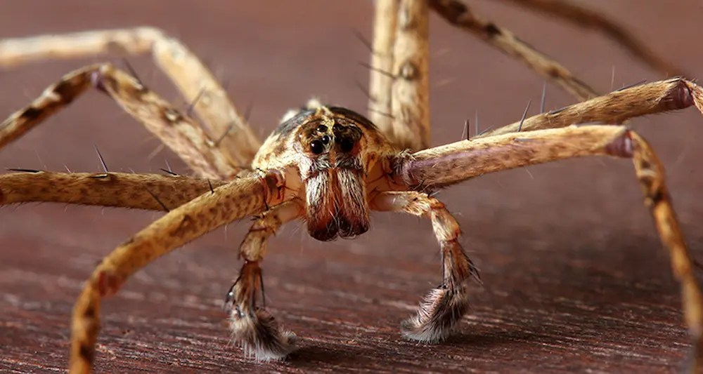 Close-up of a spider on a surface used for natural spider control tips